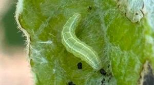 Winter moth caterpillar